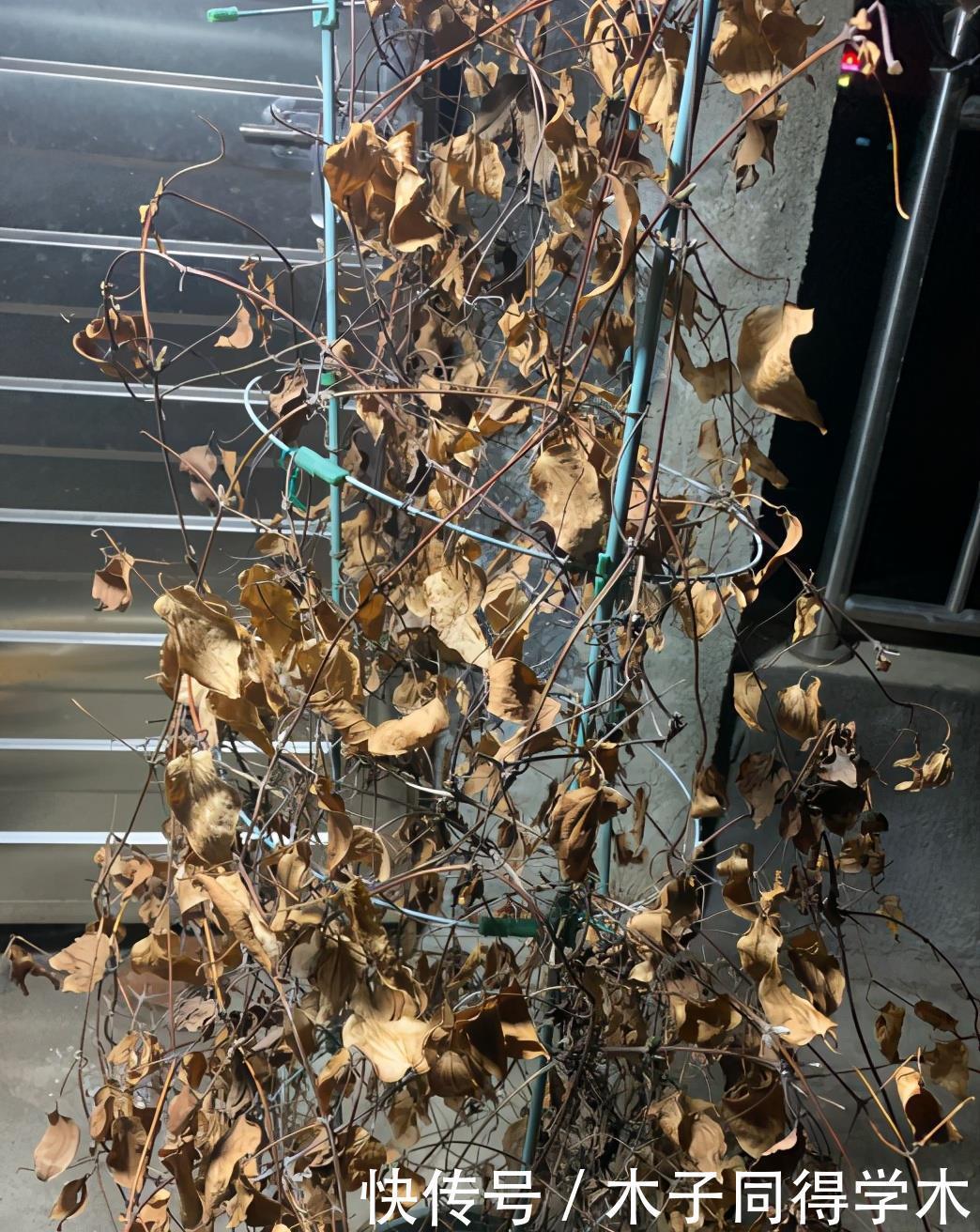 零下20度“装死”的这些花,个个“真汉子”,来年春天的爆花王