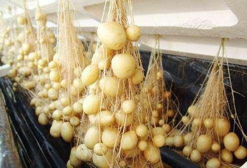 爷爷阳台种“土豆”,不用土壤,养在“空气”中,1次收获50斤