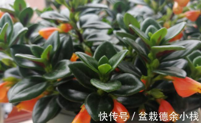 34种常见花草耐冻极限温度,哪些该搬到室内养,一清二楚