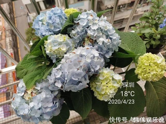 地方|夏天养花,这个地方千万别摆,否则3天死翘翘