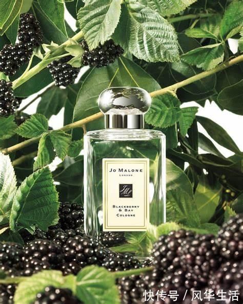 月桂叶|那些写香评的人文采有多好?让你隔屏闻到香水味儿