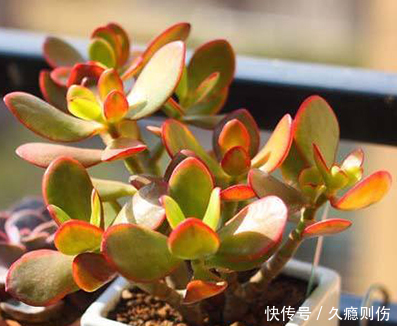 多肉植物 黄金花月篇 快资讯