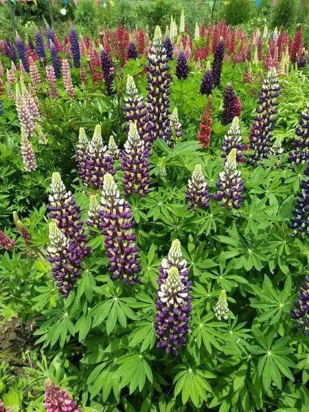 33种花，33首歌，太美了！