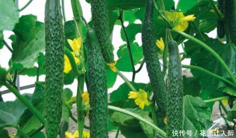 “5种菜”种阳台,好养又漂亮,天天采摘新鲜菜,一年不用买来吃