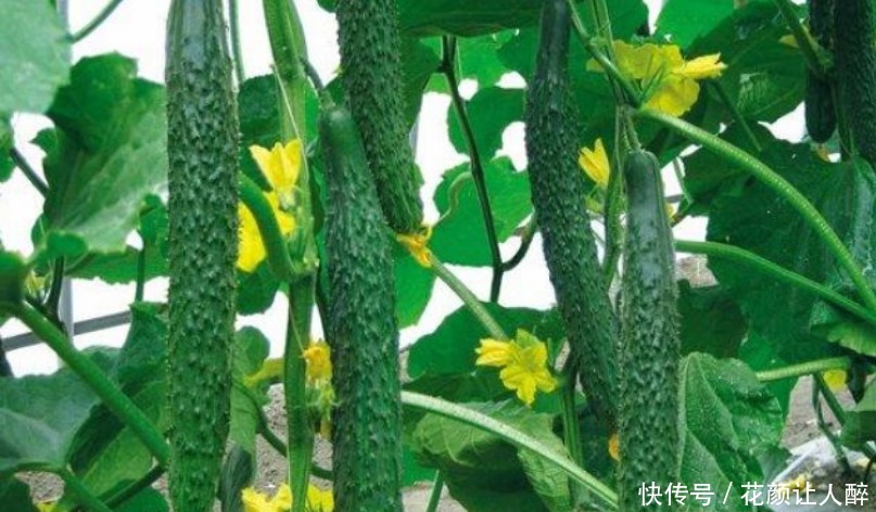 “5种菜”种阳台，好养又漂亮，天天采摘新鲜菜，一年不用买来吃