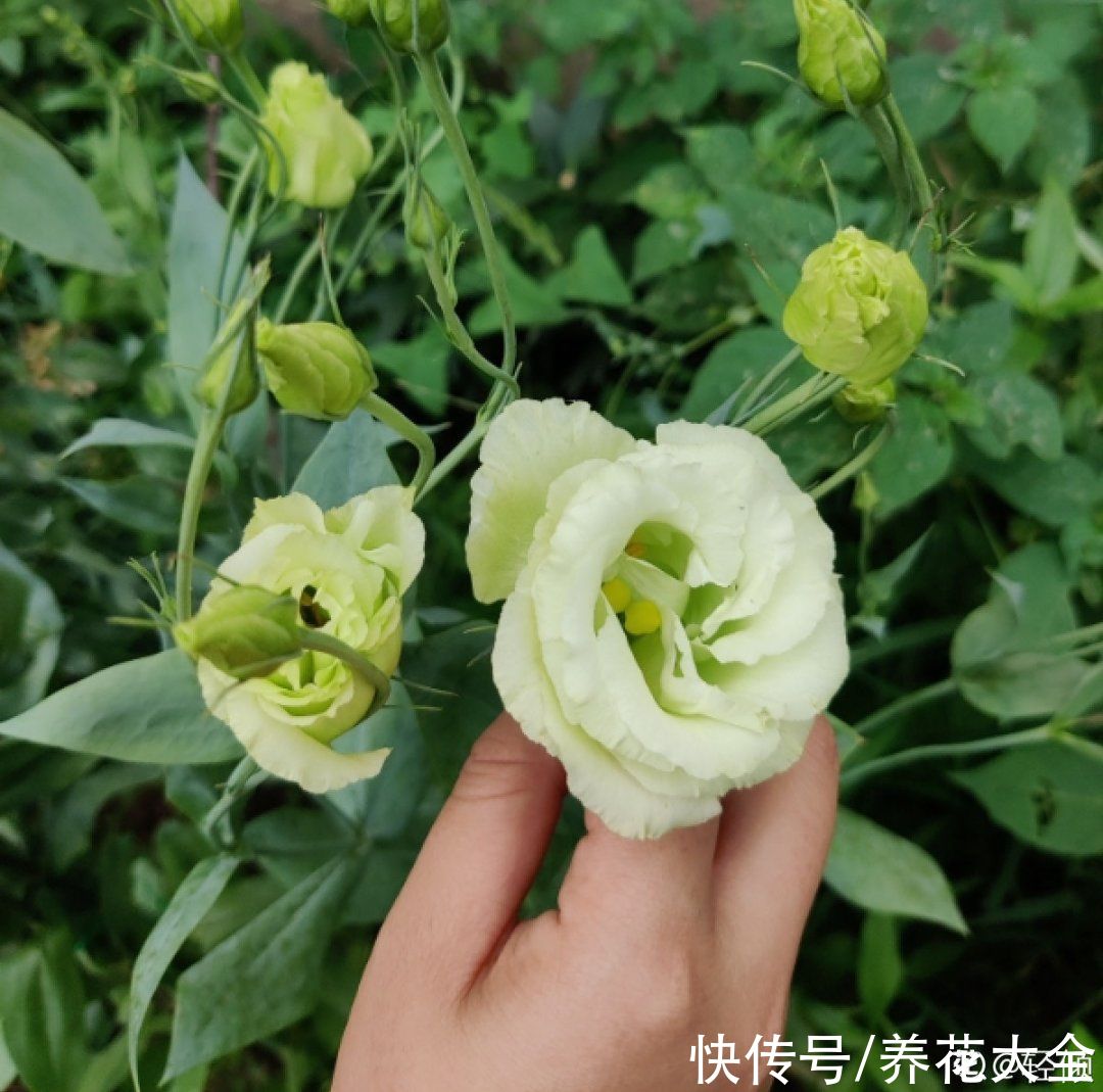 50种花春天播种，长满小院子，能开一整年