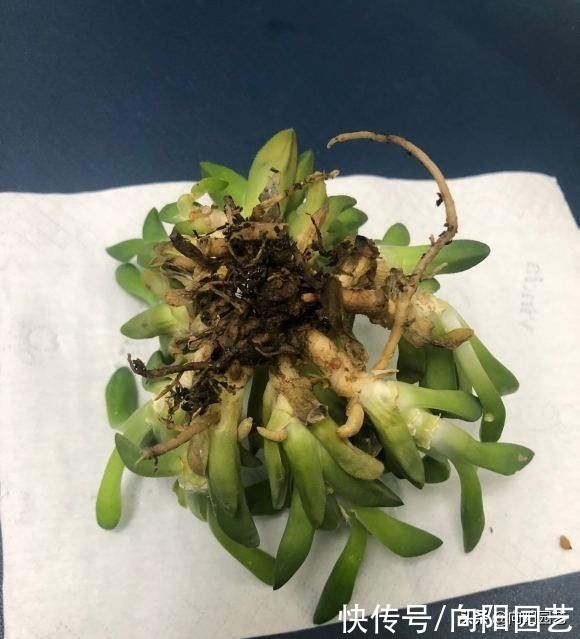 明知多肉不喜水，还是习惯多浇水，这该咋办？赶紧把手绑起来