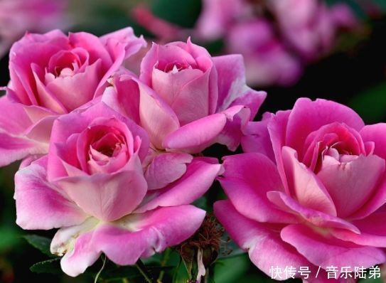 这几款小花,便宜又好养,长势茂盛,花大服盆快,全年开花不断