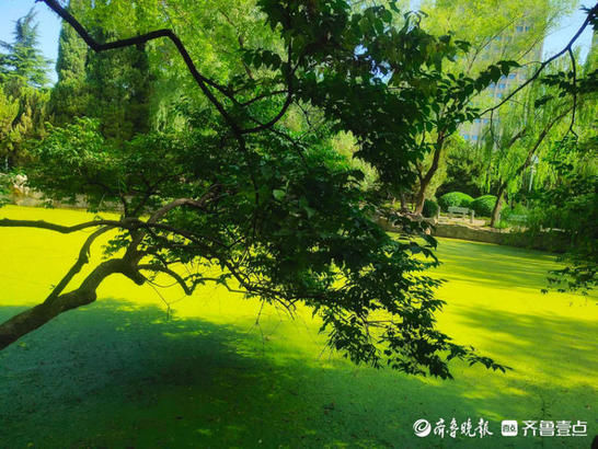 泉城公园|济南泉城公园浮萍遮满水面，一池静谧犹如绿毯