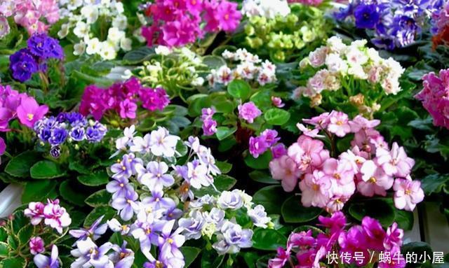 此3种“耐阴花”，光照不好也开花不停，一年开花200天