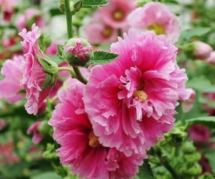 家里养上4种花,全年开花不断,养在阳台,轻松开成花海!