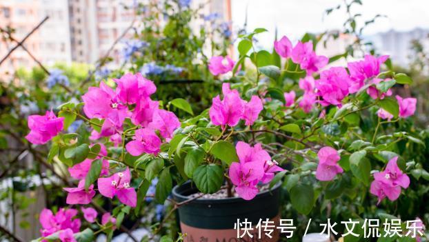 小黑屋|早秋,盆栽三角梅开花数量少了、个头小了怎么办抓牢4点足以