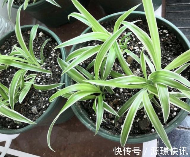 家里“肥料”不够用,出门捡“2种料”,处理后撒盆里,养分足!