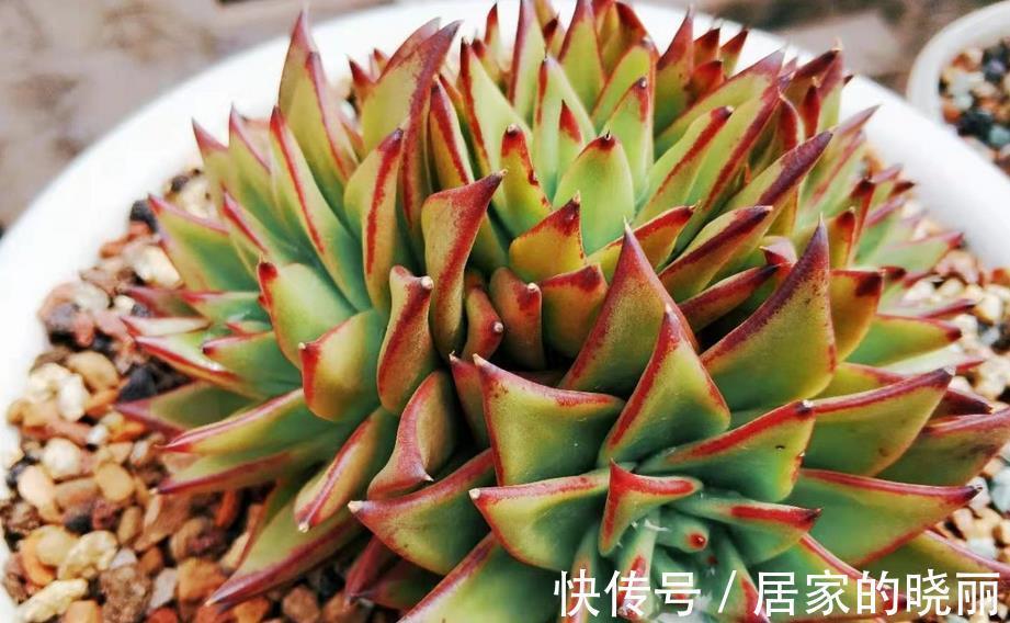 夏季|多肉乌木夏季容易化水?小心这3点,打响防护的“第一枪”