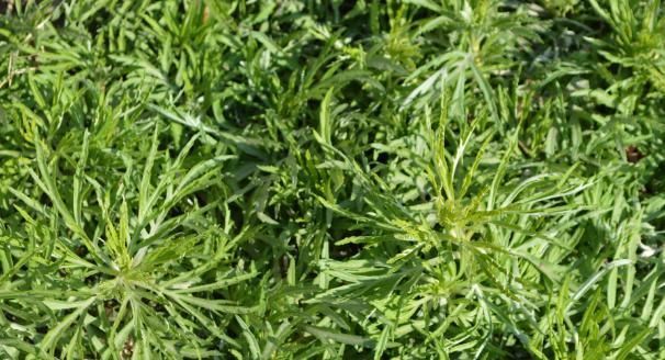 用处|它常生长于河滩边,清香扑鼻用处广泛,市场价数十元一斤还难买到