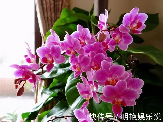 养护|4种花“高颜值”,花朵像“小仙女、红灯笼”,你家有几种?