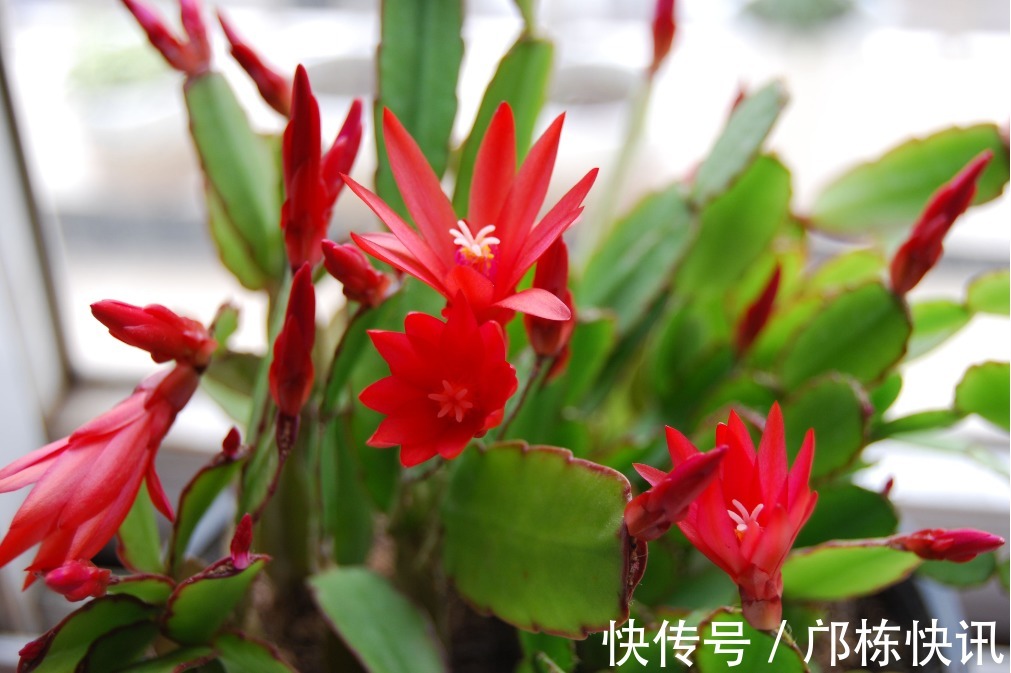 蟹爪兰开完花以后,做好这几步,叶子绿油油,二次开花很简单