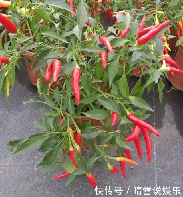 养分|阳台秋季种辣椒,简单1个小方法,来年长成盆景辣椒树,又结满了