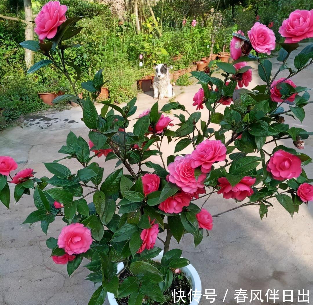 夏天|院子里养四种花,夏天冬天都不怕,花大艳丽,好看又顽强
