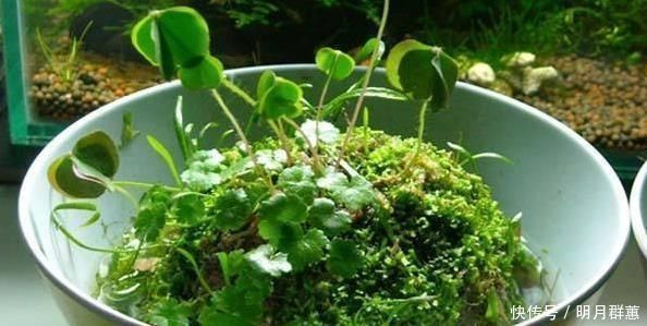 苔藓|路边常见的“它”，挖一块铺花盆里，不花一分钱，15天后收获惊喜