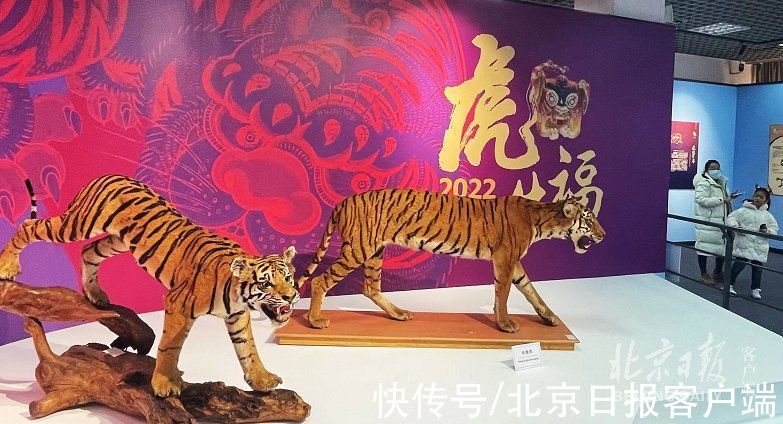 北京自然博物馆|虎年看虎！北京自然博物馆开新展，珍贵华南虎标本亮相