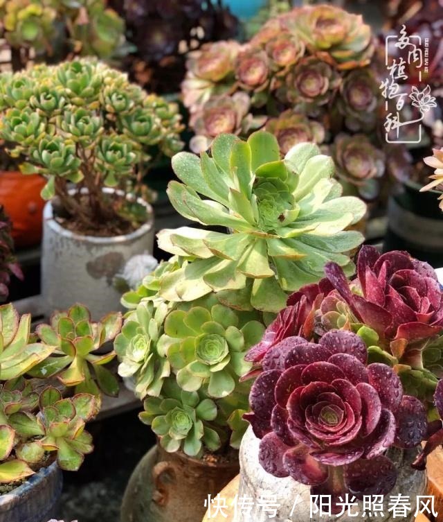 多肉法师欣赏在最美法师季,法师丛中一定住着小天使!