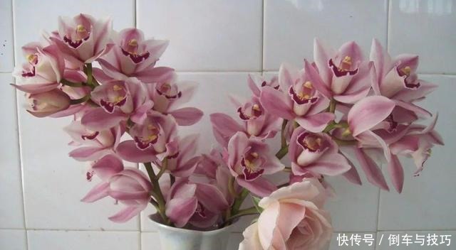 8种花,开完花别急着丢,剪一刀还能继续开!