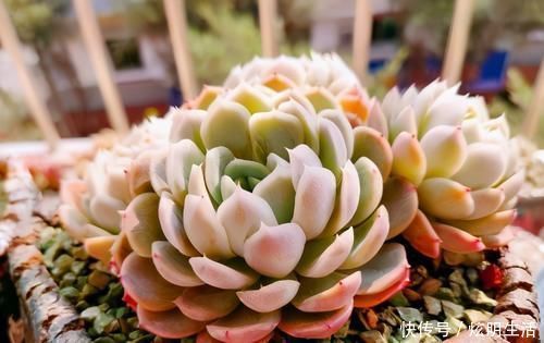 光照|多肉淋水后,哪些事情不该做,早知道才能避免“发烧”