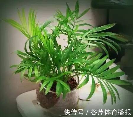 家有老人小孩,就养6种绿植,健康长寿好处很大