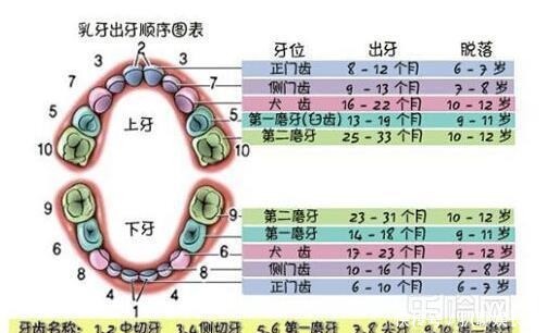 顺序|图解宝宝长牙时症状和顺序，你的宝宝掉队了吗？