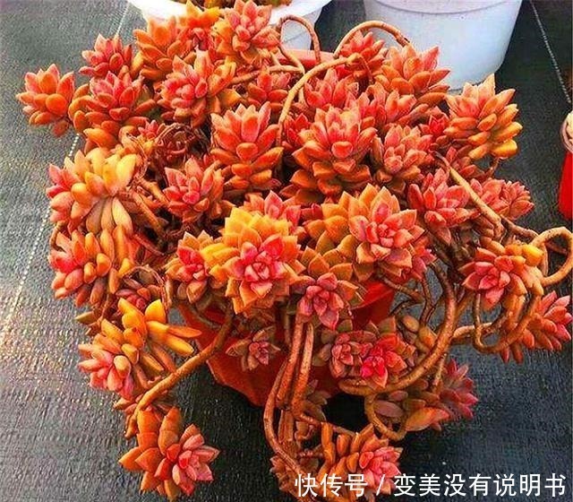 格调|3种最容易养成悬崖桩的多肉,养护简单色彩绚烂,高贵大气有格调!