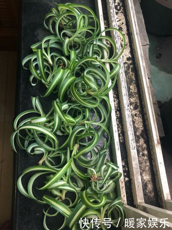 瀑布|夏季养吊兰，去掉5个误区，吊兰快速爆盆，垂吊成瀑布很简单