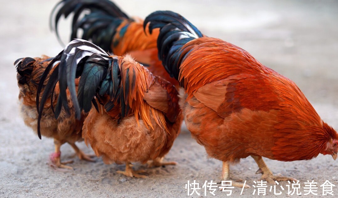 阉鸡手艺失传多年,现用中药阉鸡法,一天用几颗,既简单又实用