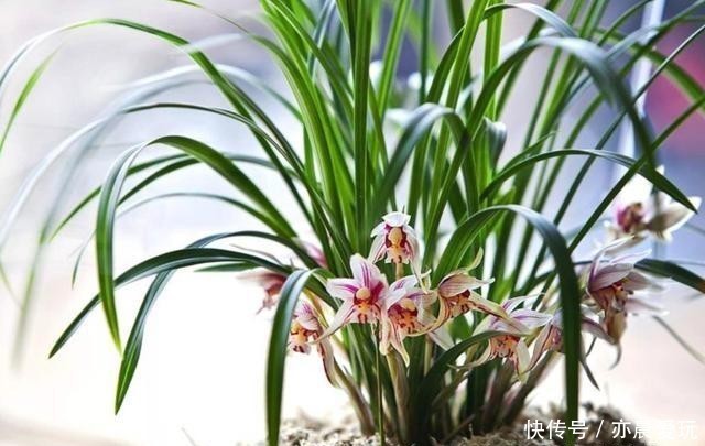 收藏|5大兰花的养护“技巧”,简单易学,抓紧收藏!