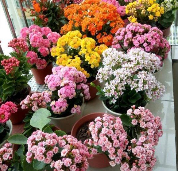 花盆|长寿花养5年,窜到一米八,三枝托九叉,开成花树,震撼全家