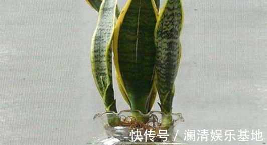 3种“矫情”的植物,养不好赶紧扔水里“水培”,越长越旺盛!