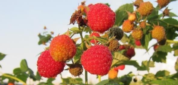 小时候吃过的农村野果,你还记得几个看这里童年的味道我知道