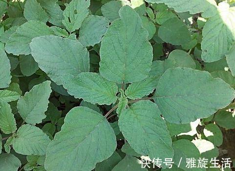 野菜|农村随处可见的一种野菜,堪称良药,城里人不花钱吃不到