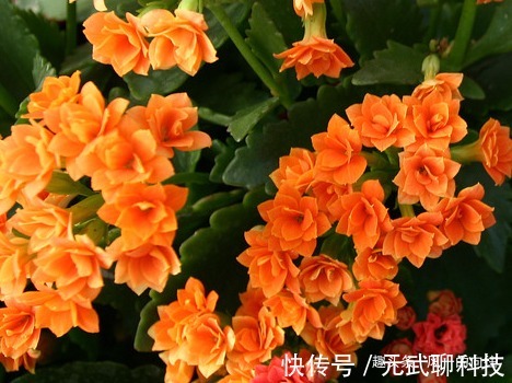 家养长寿花总是难开花记住这些小细节，轻松花开爆满盆