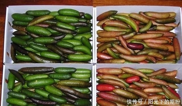 没见|这水果,土豪吃的吧!五千块一箱,我连见都没见过!你们见过吗?