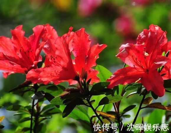 杜鹃|养此款花卉，福旺运旺财更旺，财运爆发，事业风生水起