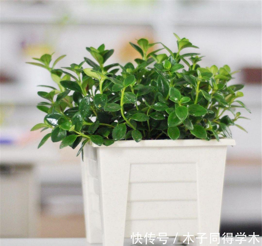 金鱼吊兰如何扦插?学会几点方法,生根成活也不难