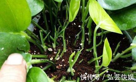 黄叶|绿萝、发财树蔫了别浇水，浇一盆死一盆，要这样救治