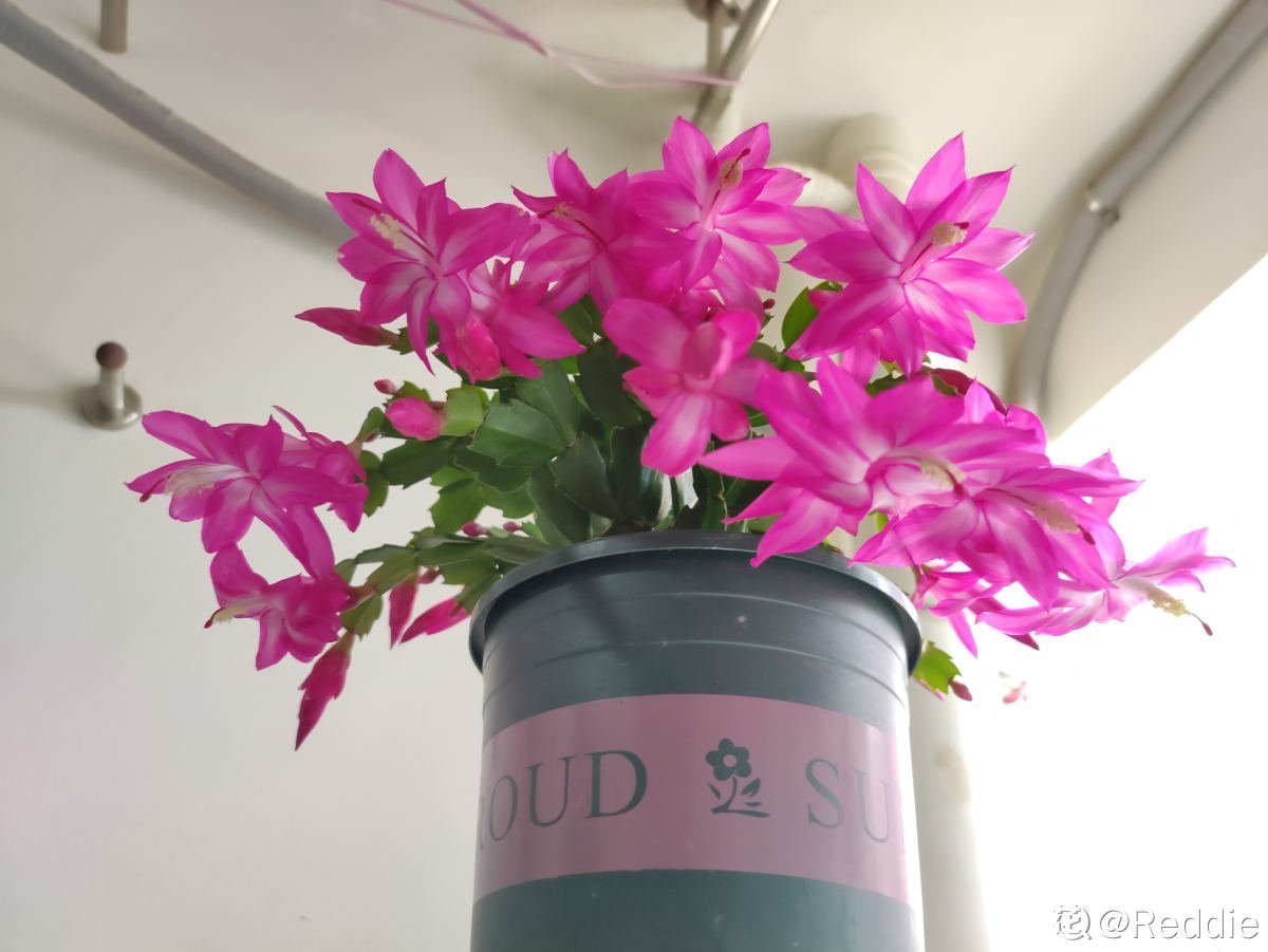 蟹爪兰度夏后，干瘪低垂没精神，4个方法重换新生