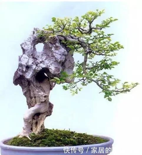 漂亮|漂亮的附石盆景,令人爱不忍释