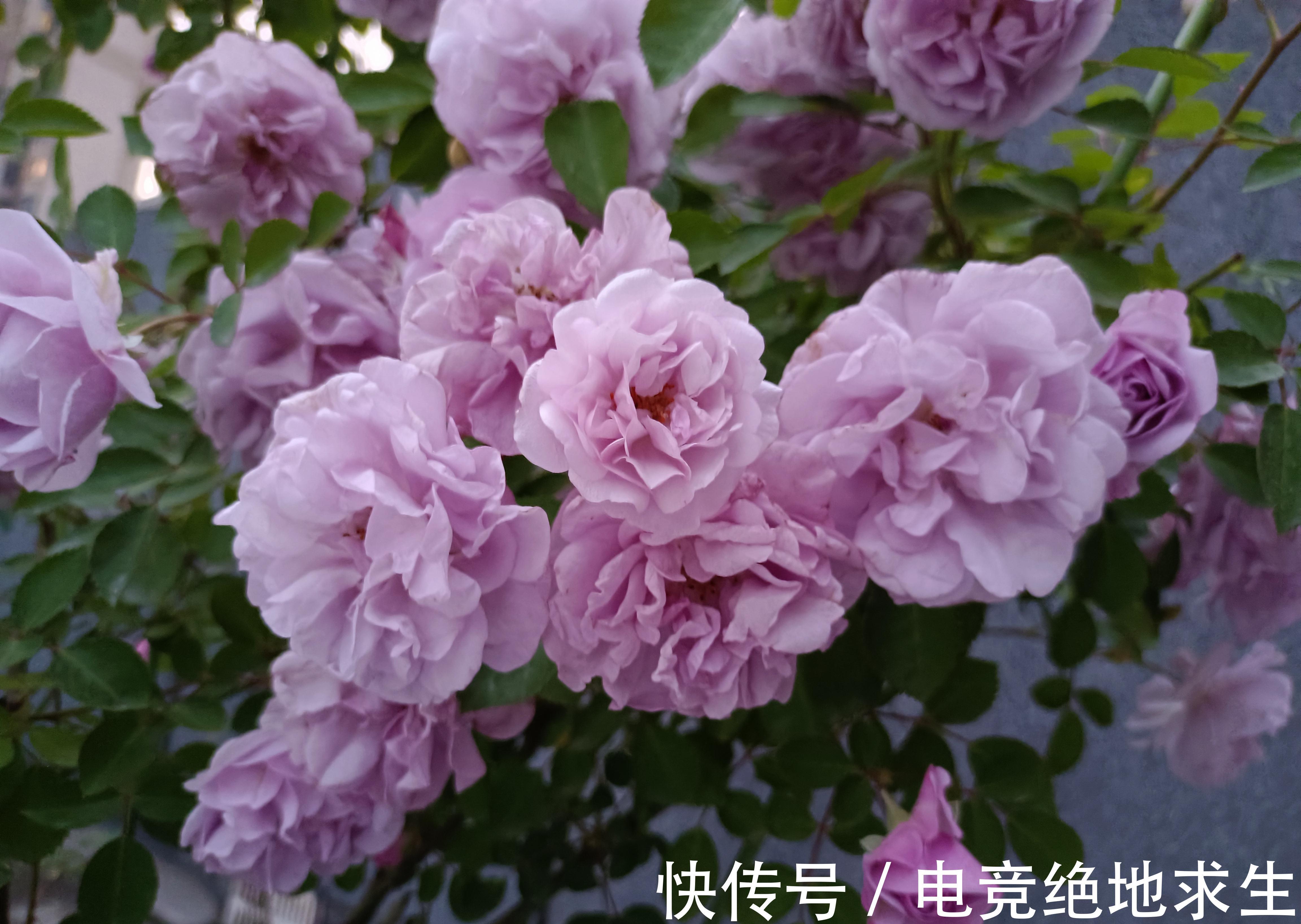 蓝色阴雨,蓝色风暴,两款蓝紫色月季花,优缺点对比