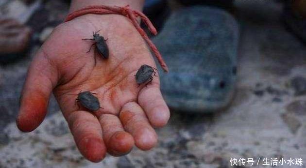 臭虫|农村人嫌弃的臭虫,却成堪比鹿茸的好东西,城里一斤150,不理解