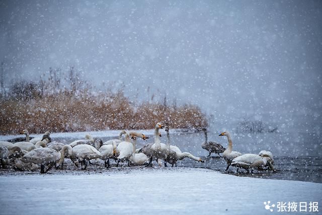 高台湿地|高台湿地大天鹅雪中浪漫起舞湖中游弋