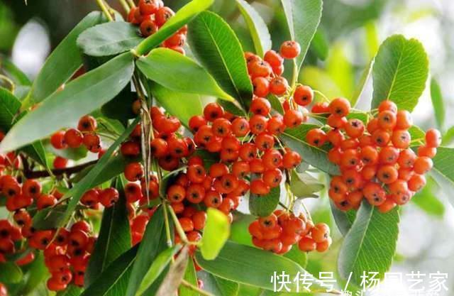 果实|家里种棵“吉祥果”,好看能吃价值多,还能养成精美盆景