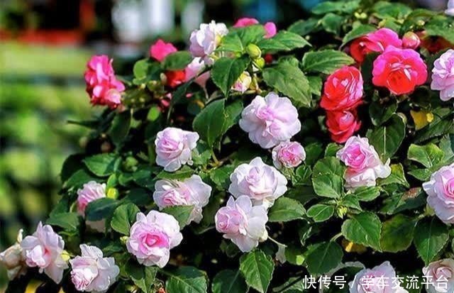 茶花生长，四季有“规律”，秋天这样养，花苞巴掌大，砰砰开大花！